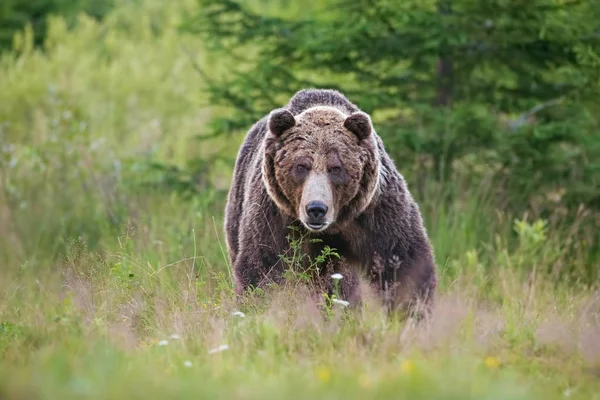 Masywne agresywny mężczyzna niedźwiedź brunatny. Ursus arctos. na lato łąka. — Zdjęcie stockowe