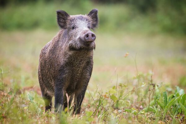 Curious wild boar, sus scrofa, sniffing for danger on hayfield in daylight.