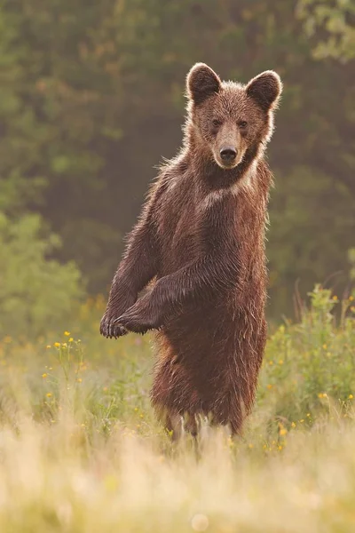 Μικρά άγρια περίεργος καφέ αρκούδα, ursus arctos, στέκεται σε όρθια θέση — Φωτογραφία Αρχείου