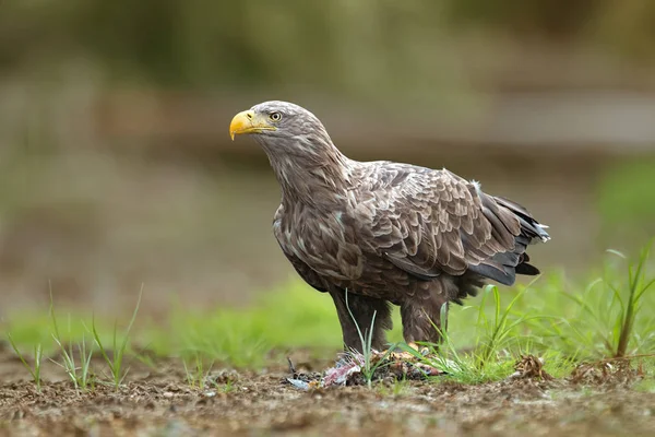 Volwassen zeearend, halitaeetus albicilla, voeden met een gevangen vis. — Stockfoto