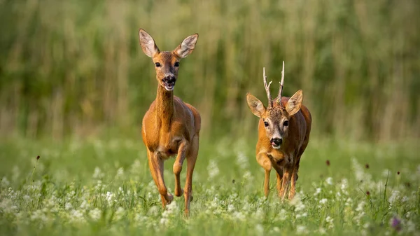 Roe deer, capreolus capreolus, buck a doe během říje. — Stock fotografie