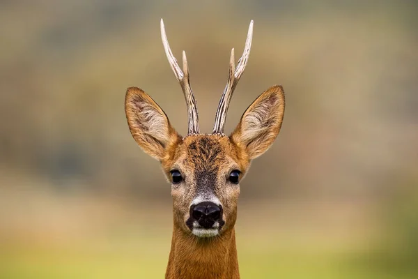 Portrait of a roe deer, capreolus capreolus, buck in summer — Stock Photo, Image