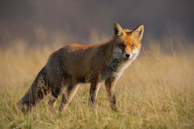 Sonbaharda red fox arka planda bulanık kuru ot ile