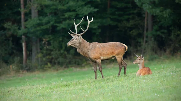 Rothirsch-Paar auf einer Wiese mit Wald im Hintergrund. — Stockfoto