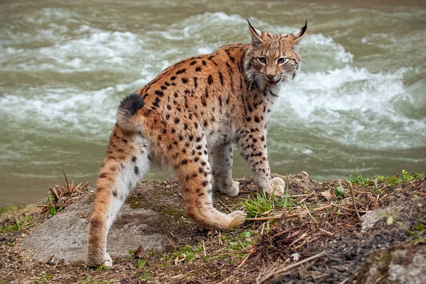欧尔西山猫靠近水流, 在自己身后看. — 图库照片
