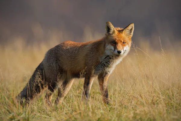 Zorro rojo en otoño con hierba seca borrosa en el fondo — Foto de Stock