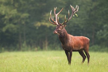 Strong male red deer, cervus elaphus, stag standing calmly on meadow isolated on green blurred background. Buck with big massive antlers trophy. Wild animal in natural environment. Dominant male. clipart