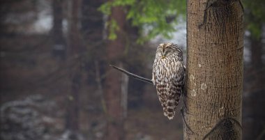 Ural baykuş, bir ormandaki bir ağaç tarafından gizli Uyuyan Strix uralensis.