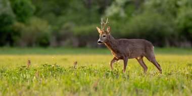 Karaca, capreolus capreolus, bahar zamanı gün batımında buck. Arkadan aydınlatmalı doğada vahşi geyik.