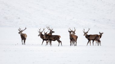 Kızıl geyik, cervus elaphus, sürüsü kışın karda geyik.