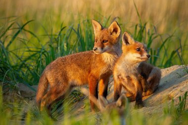 Kızıl Tilki, vulpes vulpes, yakınındaki küçük genç yavrularını merakla çevresinde weatching den.