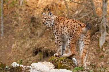 Eursian lynx standing on a rock in autmn forest with blurred background.