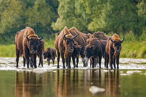 Стадо европейских бизонов, бизонов, переправляющихся через реку — стоковое фото