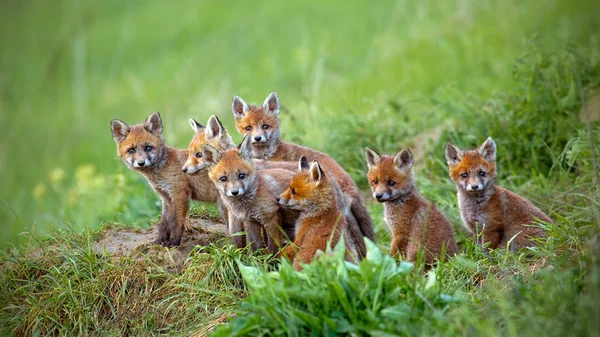 Red fox, vulpes vulpes, szczeniaki siedzi przez den. — Zdjęcie stockowe