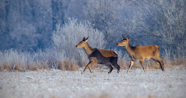 Ciervo rojo, cervus elaphus, corriendo en el prado con hierba cubierta de escarcha en invierno . — Foto de Stock