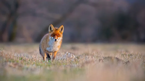 Red fox, vulpes vulpes, on a meadow at sunset.