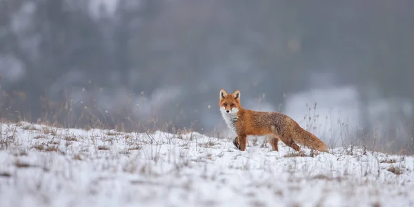Red fox, vulpes vulpes, na śniegu w zimie. — Zdjęcie stockowe