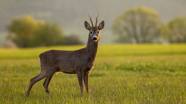 Reeën, capreolus capreolus, buck in lentetijd bij zonsondergang. — Stockfoto