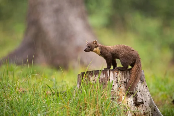 European pine marten, martes martes, standing on a stump in forest in rain.