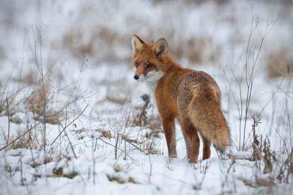 红狐，秃鹰，冬天在雪地上. — 图库照片