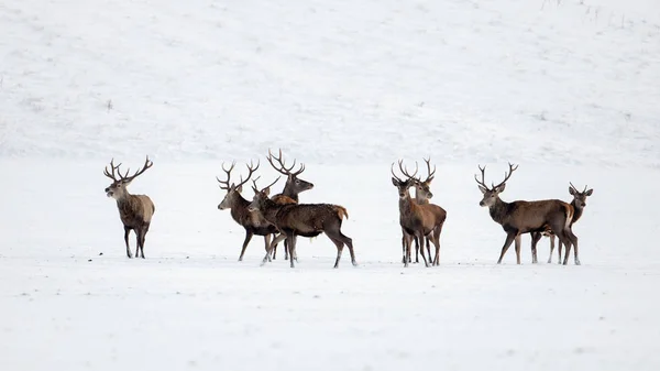 Troupeau de cerfs rouges, cervus elaphus, cerfs en hiver sur neige . — Photo