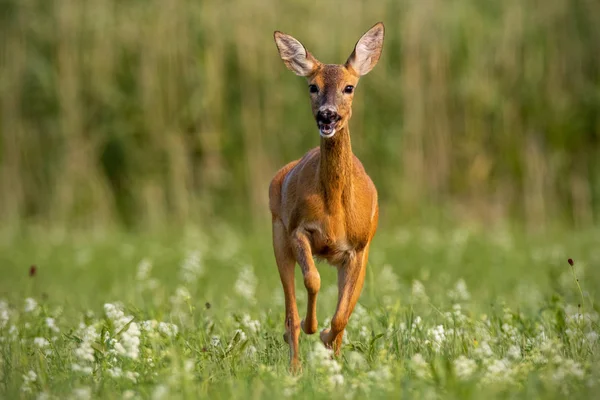 Reeën, capreolus caprelous, acros weide met wilde bloemen. — Stockfoto