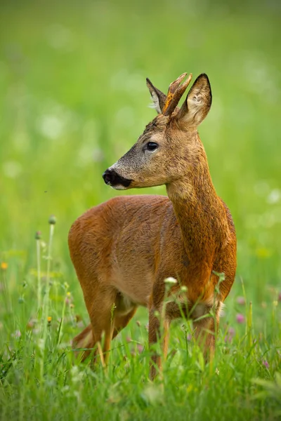 Cervo capriolo carino, capreolo capreolo, buck in estate . — Foto Stock