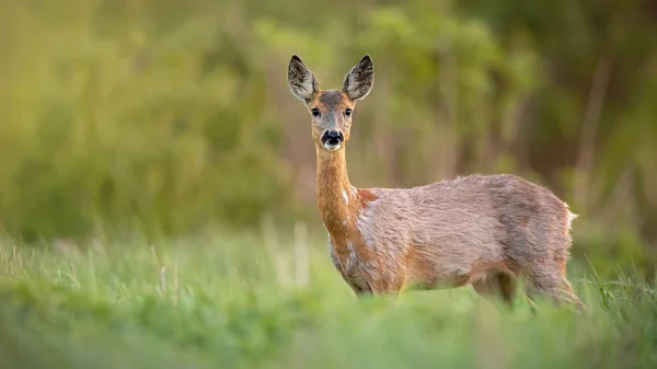 Reeën, Capreolus capreolus, doe vrouw in het voorjaar staan op een weide. — Stockfoto