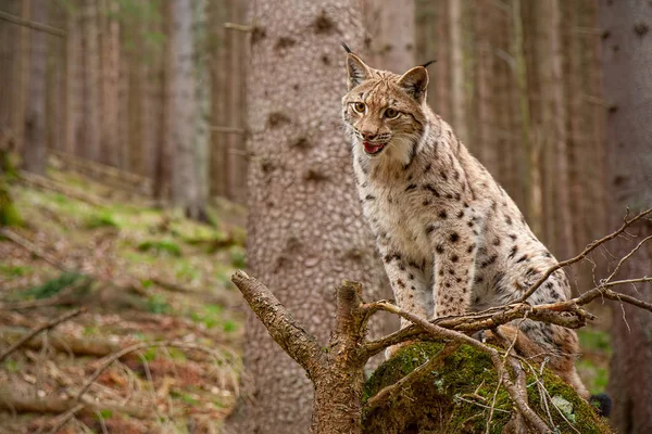 Arka plan bulanık ile sonbahar ormandaki bir windthrow üzerinde Eursian lynx duran. — Stok fotoğraf