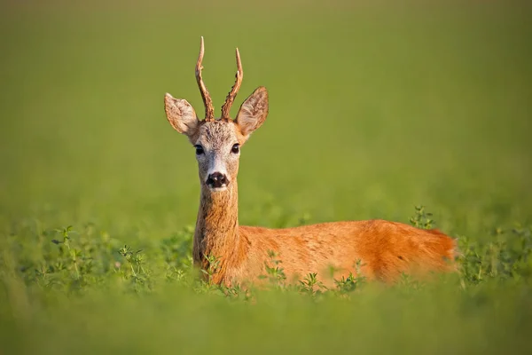 Roe deer, caprelous capreolus, buck in clover with green blurred background. — Stock Photo, Image