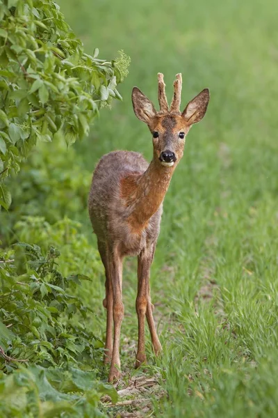 European roe buck — Stock Photo, Image