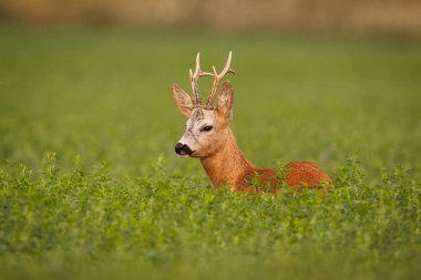 Roe deer, caprelous capreolus, buck in clover with green blurred background. clipart