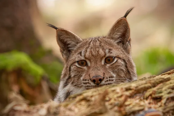 Gedetailleerde close-up van het verbergen van de volwassen eursian lynx op een jacht in autmn bos. — Stockfoto