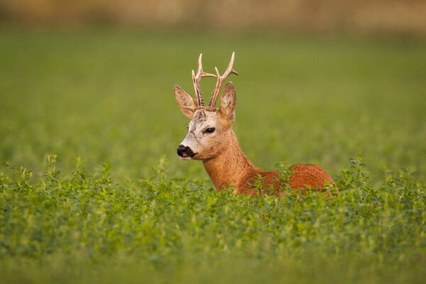 Roe deer, caprelous capreolus, buck in clover with green blurred background.