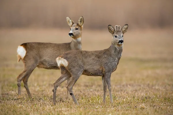 Ζαρκάδια, capreolus capreolus, άνοιξη με ξερά χόρτα θολή φόντο. — Φωτογραφία Αρχείου