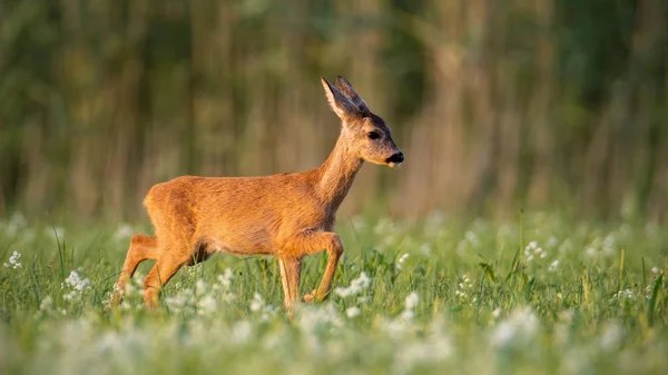 Roe deer fawn walking on a meadow with wildflowers — Stock Photo, Image