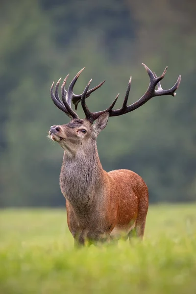 Big red deer stag standing proudly with head up high — Stock Photo, Image