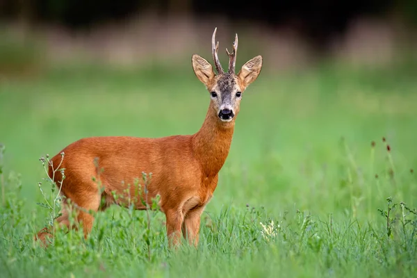 Roe cervo fanfarrão no prado verde no verão — Fotografia de Stock