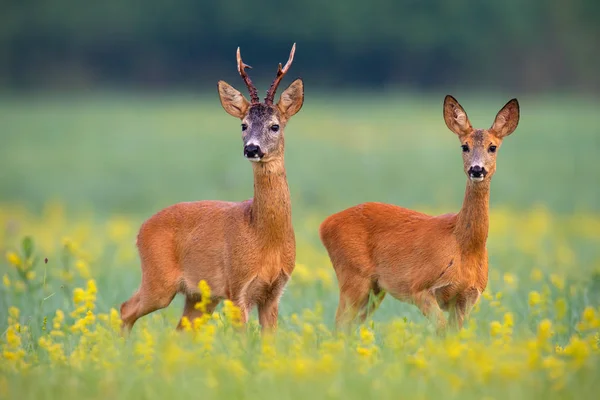 Roe casal de veados em rut em um campo com flores silvestres amarelas — Fotografia de Stock