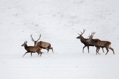 Kızıl geyik, cervus elaphus, sürüsü kışın karda geyik.