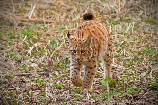 La lince eursiana cammina in ambiente naturale in autunno . — Foto Stock