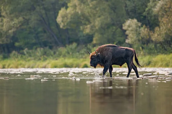 Bull Evropské Bison bison bonasus přechodu řeky — Stock fotografie