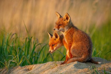 Kızıl Tilki, vulpes vulpes, merakla çevresinde izlerken den yakınındaki küçük genç yavrularını.