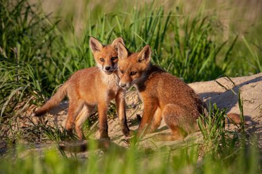 Kızıl Tilki, vulpes vulpes, den oynarken yakınındaki küçük genç yavrularını.