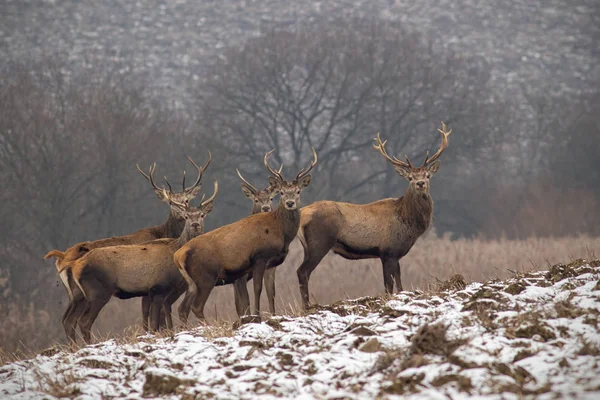 Herd of red deer stags in winter with antlers — Stock Photo, Image