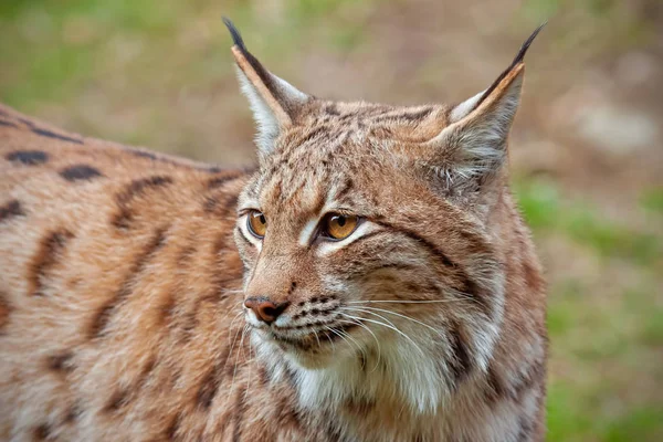 Primer plano detallado del lince eursiano adulto en el bosque de otoño con un fondo borroso — Foto de Stock