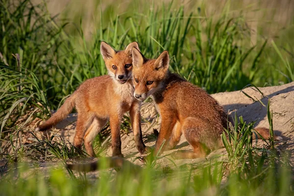 Vörös róka, (Vulpes vulpes), kis kölykök közelében den játék. — Stock Fotó