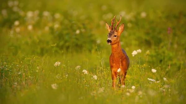 Buck veado Roe no verão ao pôr-do-sol no prado com flores — Fotografia de Stock