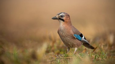 Bayağı alakarga arka plan bulanık ile bir güneşli kış gününde yerdeki