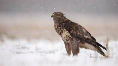 Ortak şahin ayakta yere kış aylarında karla kaplı.